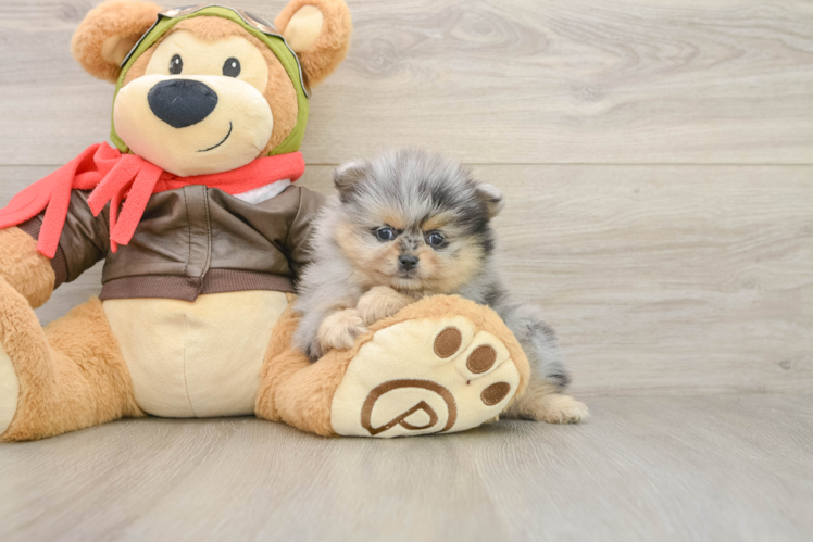 Little Pomeranian Purebred Pup