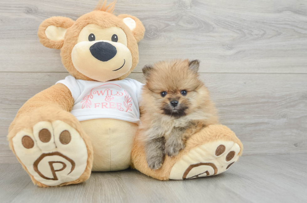 6 week old Pomeranian Puppy For Sale - Pilesgrove Pups