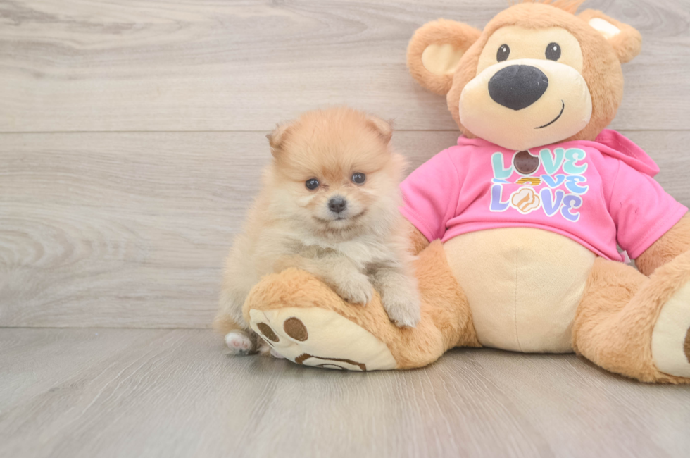 6 week old Pomeranian Puppy For Sale - Pilesgrove Pups