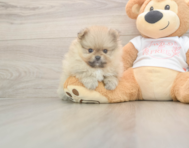 7 week old Pomeranian Puppy For Sale - Pilesgrove Pups