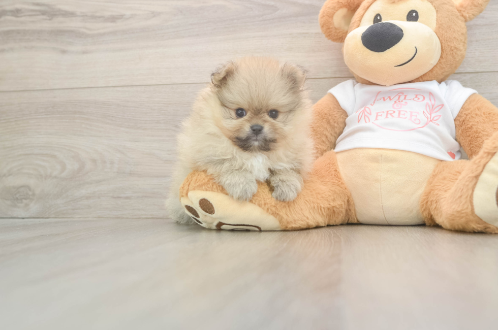 5 week old Pomeranian Puppy For Sale - Pilesgrove Pups