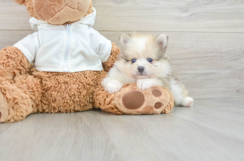 6 week old Pomeranian Puppy For Sale - Pilesgrove Pups