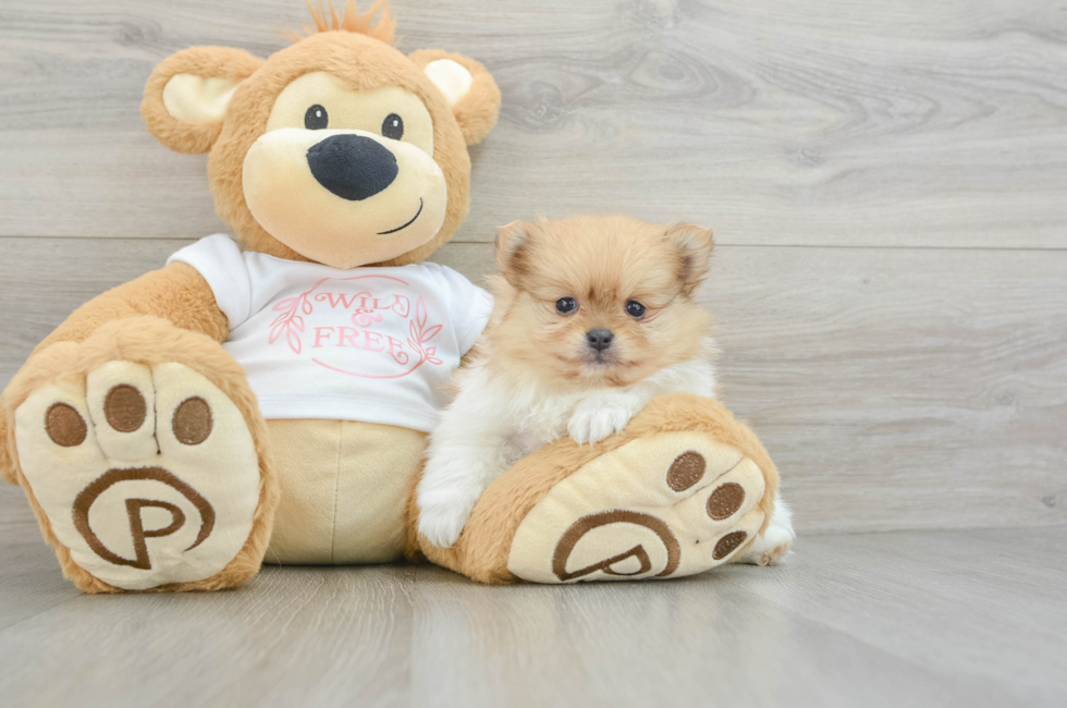 5 week old Pomeranian Puppy For Sale - Pilesgrove Pups