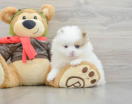 5 week old Pomeranian Puppy For Sale - Pilesgrove Pups