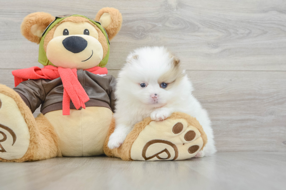 5 week old Pomeranian Puppy For Sale - Pilesgrove Pups