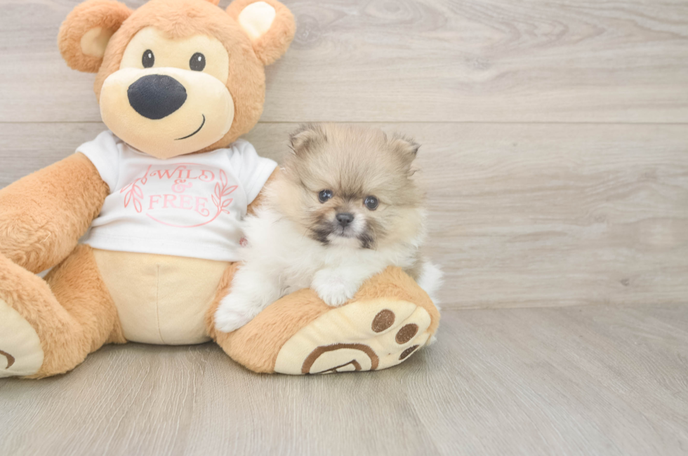 5 week old Pomeranian Puppy For Sale - Pilesgrove Pups