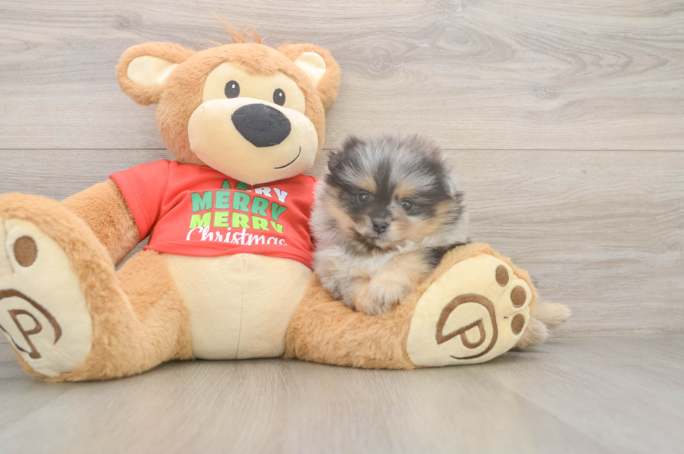 6 week old Pomeranian Puppy For Sale - Pilesgrove Pups