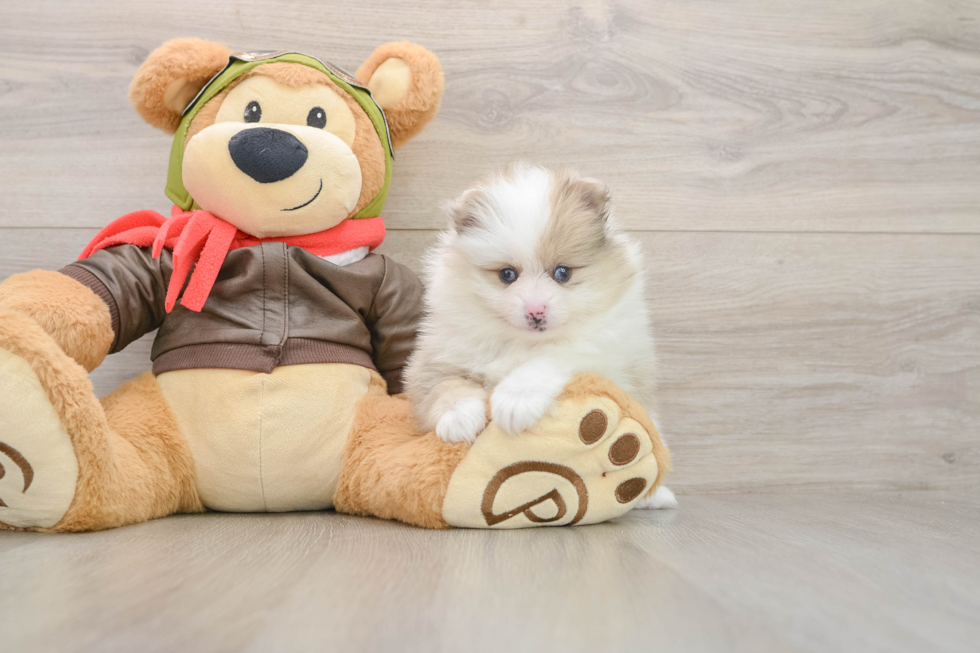 Pomeranian Puppy for Adoption