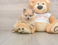 9 week old Pomeranian Puppy For Sale - Pilesgrove Pups