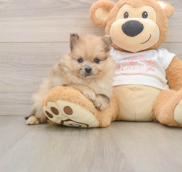 8 week old Pomeranian Puppy For Sale - Pilesgrove Pups