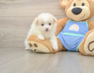 7 week old Pomeranian Puppy For Sale - Pilesgrove Pups