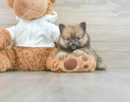 7 week old Pomeranian Puppy For Sale - Pilesgrove Pups