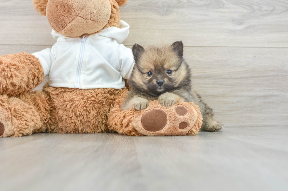 6 week old Pomeranian Puppy For Sale - Pilesgrove Pups