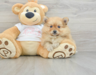 7 week old Pomeranian Puppy For Sale - Pilesgrove Pups