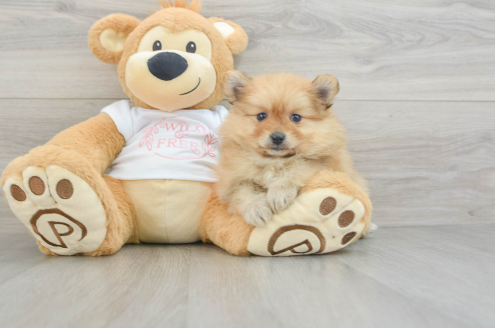 5 week old Pomeranian Puppy For Sale - Pilesgrove Pups