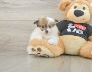 6 week old Pomeranian Puppy For Sale - Pilesgrove Pups