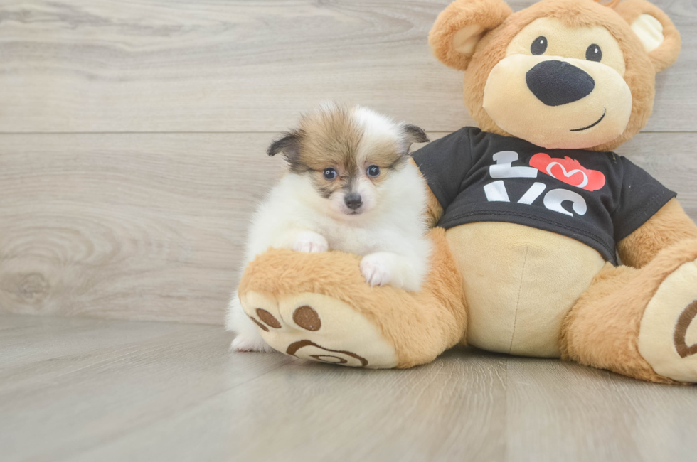 5 week old Pomeranian Puppy For Sale - Pilesgrove Pups