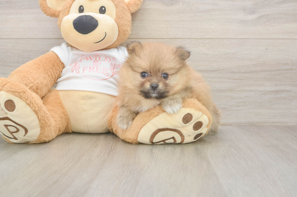 5 week old Pomeranian Puppy For Sale - Pilesgrove Pups