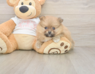 8 week old Pomeranian Puppy For Sale - Pilesgrove Pups 8 week old Pomeranian Puppy For Sale - Pilesgrove Pups