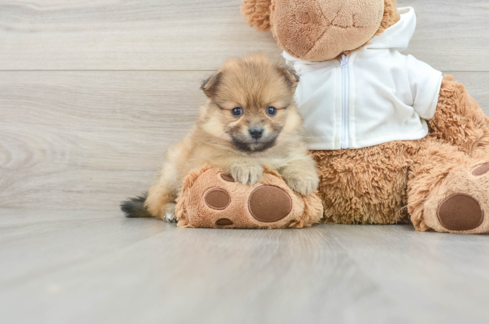 6 week old Pomeranian Puppy For Sale - Pilesgrove Pups