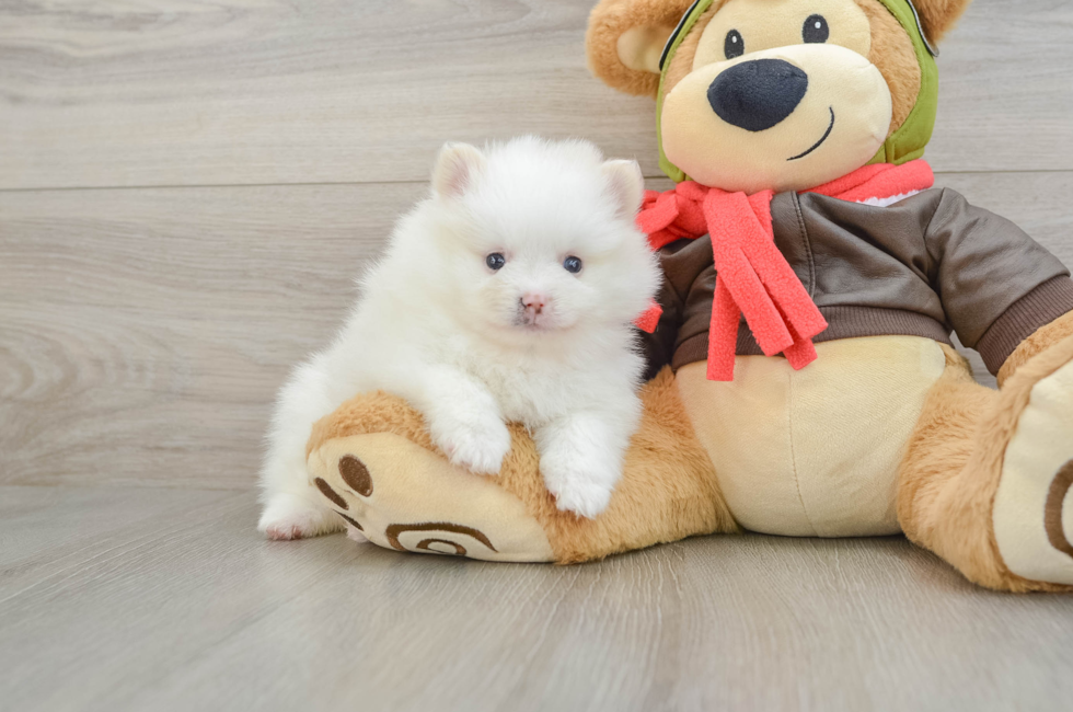 5 week old Pomeranian Puppy For Sale - Pilesgrove Pups