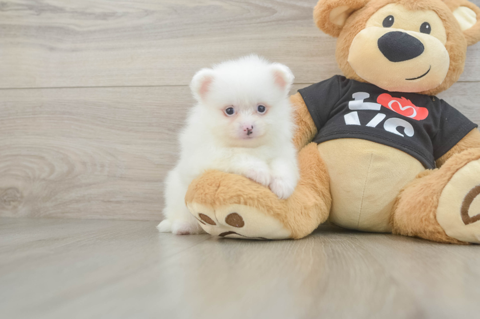 5 week old Pomeranian Puppy For Sale - Pilesgrove Pups