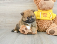 8 week old Pomeranian Puppy For Sale - Pilesgrove Pups