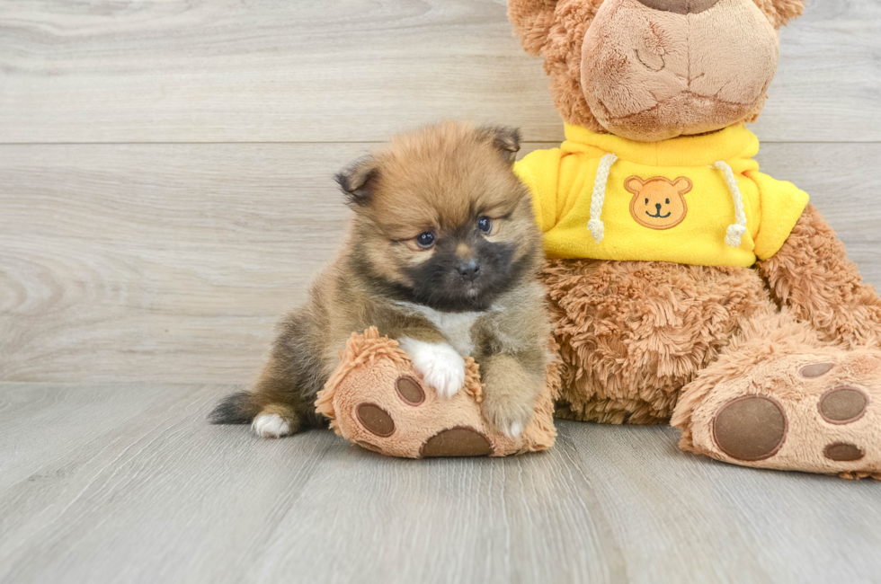 8 week old Pomeranian Puppy For Sale - Pilesgrove Pups