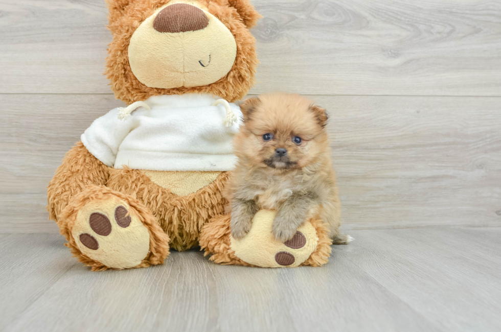 6 week old Pomeranian Puppy For Sale - Pilesgrove Pups