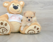 8 week old Pomeranian Puppy For Sale - Pilesgrove Pups