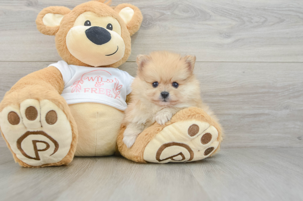 6 week old Pomeranian Puppy For Sale - Pilesgrove Pups