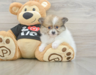 6 week old Pomeranian Puppy For Sale - Pilesgrove Pups