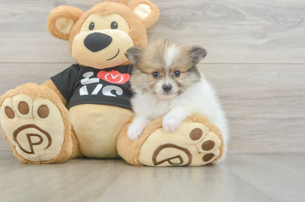5 week old Pomeranian Puppy For Sale - Pilesgrove Pups