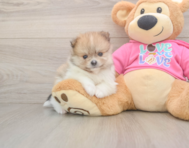 8 week old Pomeranian Puppy For Sale - Pilesgrove Pups