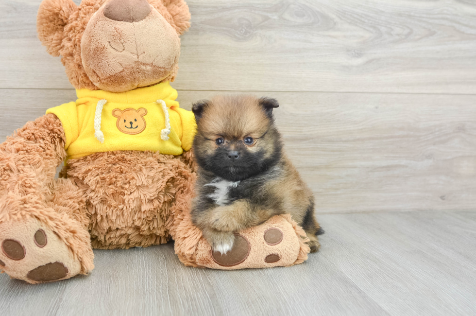 8 week old Pomeranian Puppy For Sale - Pilesgrove Pups