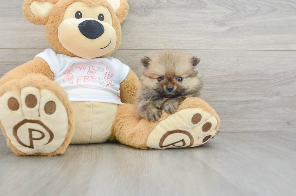 9 week old Pomeranian Puppy For Sale - Pilesgrove Pups