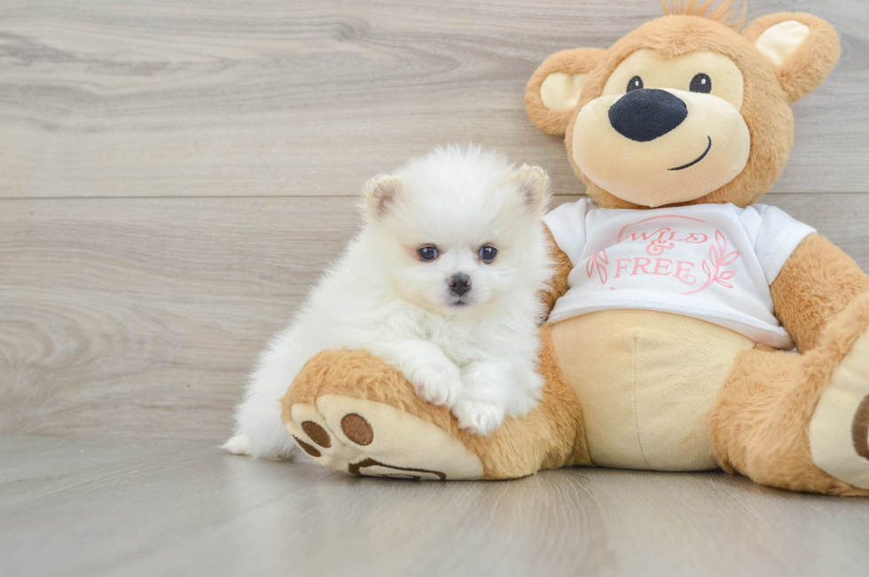 5 week old Pomeranian Puppy For Sale - Pilesgrove Pups