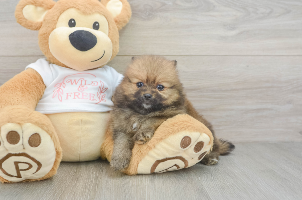 6 week old Pomeranian Puppy For Sale - Pilesgrove Pups