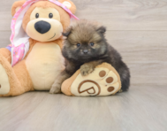 9 week old Pomeranian Puppy For Sale - Pilesgrove Pups