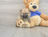 10 week old Pomeranian Puppy For Sale - Pilesgrove Pups