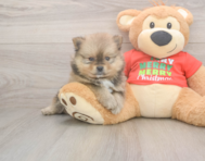 7 week old Pomeranian Puppy For Sale - Pilesgrove Pups