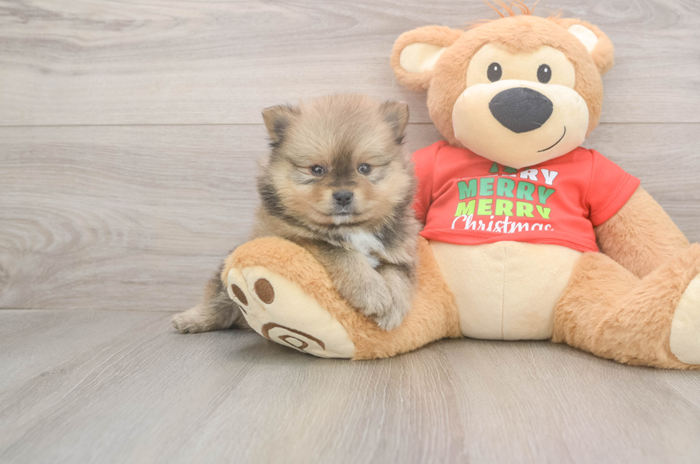 5 week old Pomeranian Puppy For Sale - Pilesgrove Pups
