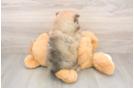Akc Registered Pomeranian Baby