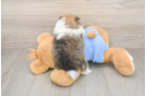 Hypoallergenic Pomeranian Purebred Pup