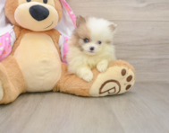 9 week old Pomeranian Puppy For Sale - Pilesgrove Pups