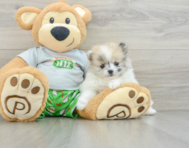 5 week old Pomeranian Puppy For Sale - Pilesgrove Pups