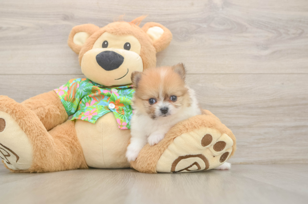 5 week old Pomeranian Puppy For Sale - Pilesgrove Pups