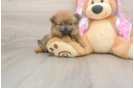 Popular Pomeranian Purebred Pup