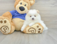 8 week old Pomeranian Puppy For Sale - Pilesgrove Pups