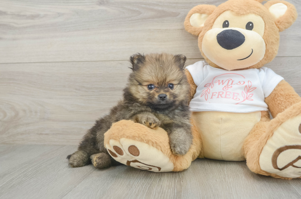6 week old Pomeranian Puppy For Sale - Pilesgrove Pups